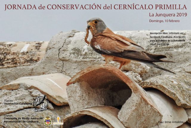 'Caralluma' y la Concejalía de Medio Ambiente inician la campaña para la conservación del Cernícalo Primilla
