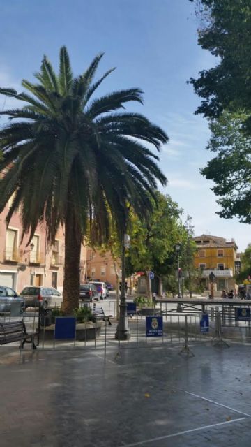 La plaga del Picudo Rojo está acabando con las palmeras más emblemáticas de Caravaca