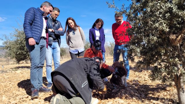 La trufa negra de la finca experimental de la Comunidad en Caravaca se confirma como cultivo alternativo al producir 60 kilos por hectárea