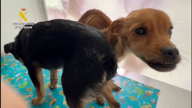 La Guardia Civil investiga en Caravaca de la Cruz a tres personas por abandono y maltrato animal