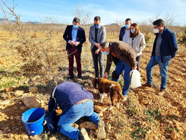 Los buenos resultados de los cultivos experimentales de trufa negra abren una nueva alternativa a la agricultura de Caravaca