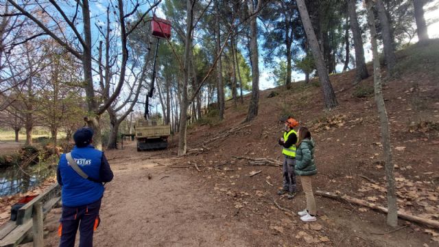 El Ayuntamiento de Caravaca y Medio Natural llevan a cabo labores de mejora y conservación forestal de los árboles monumentales de las Fuentes del Marqués