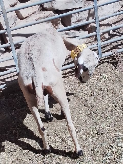 La enfermedad de la lengua azul del ovino continúa haciendo estragos en el noroeste de la Región de Murcia