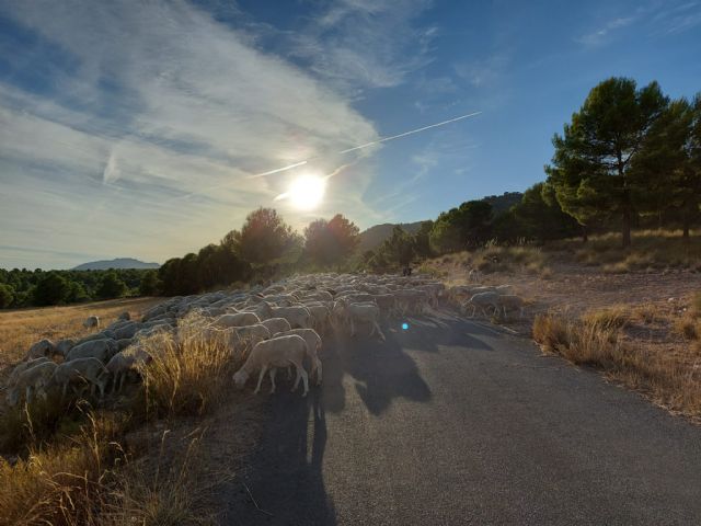 El PP pide el respaldo del Pleno para que Caravaca de la Cruz sea uno de los lugares elegidos para representar a la Región de Murcia en el Día Internacional de los Bosques 2021