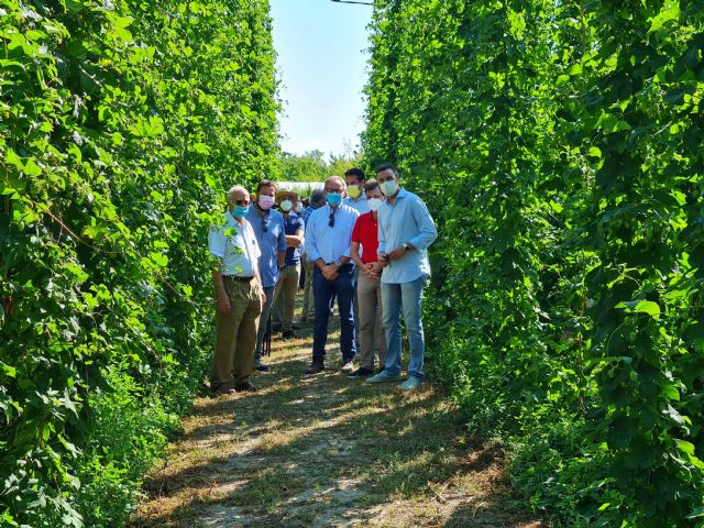 Impulsan las plantaciones de lúpulo como una nueva alternativa para el campo de Caravaca