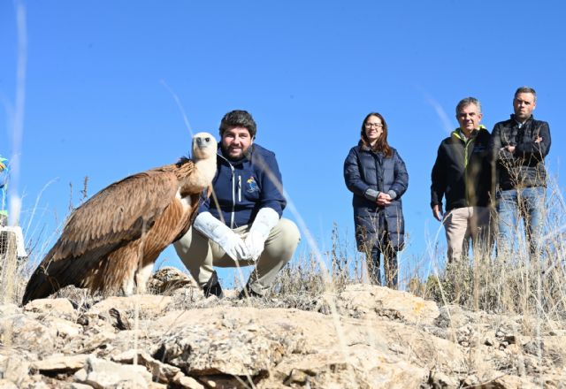 El presidente del Gobierno regional libera dos ejemplares en la sierra de Mojantes de Caravaca de la Cruz, tras ser recuperados en el Centro de Recuperación de Fauna Silvestre El Valle