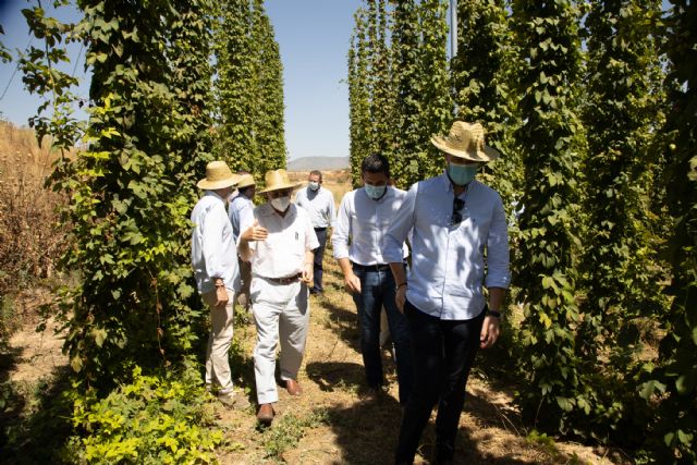 El éxito en los ensayos de cultivo de lúpulo para fabricación de la cerveza permite iniciar la producción a gran escala en Caravaca