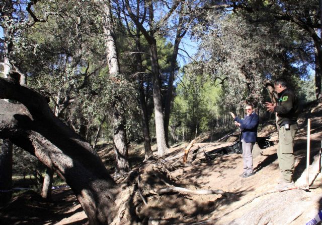 Las encinas de 'El Copo', afectadas por el temporal, reciben tratamiento para intentar que sobrevivan