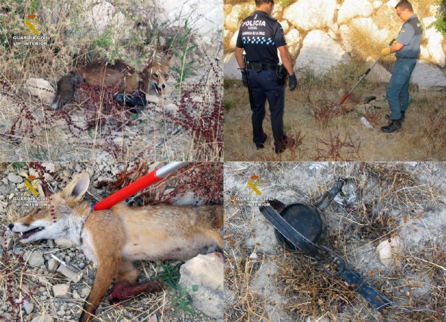 La Guardia Civil rescata a un zorro atrapado en un cepo
