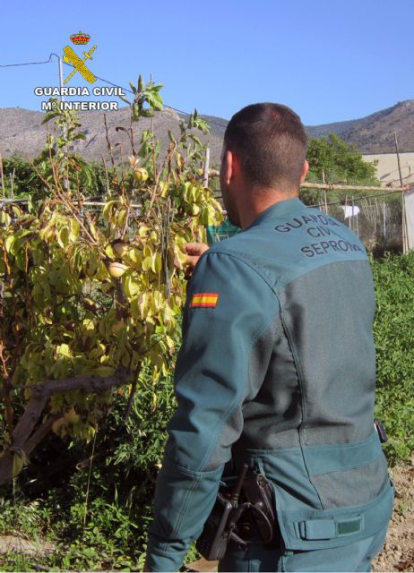 La Guardia Civil sorprende a un furtivo de jilgueros en Caravaca de la Cruz
