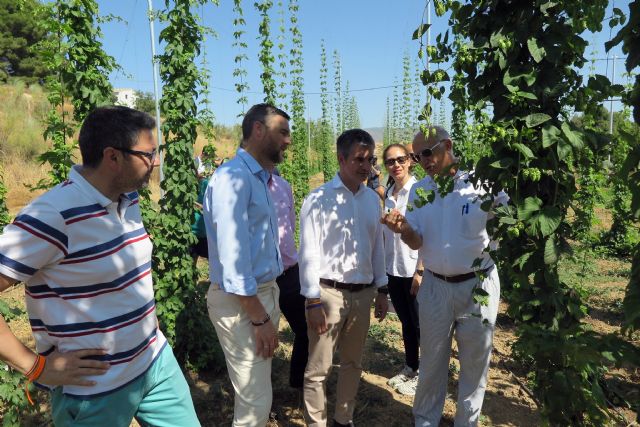 El cultivo de lúpulo en Caravaca ofrece buenos resultados y se perfila como una alternativa rentable para la agricultura de la zona