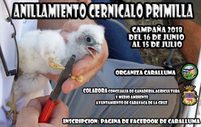 'Caralluma' realiza nuevas campañas de conservación del cernícalo primilla y de las aves urbanas, con el apoyo de la Concejalía de Medio Ambiente