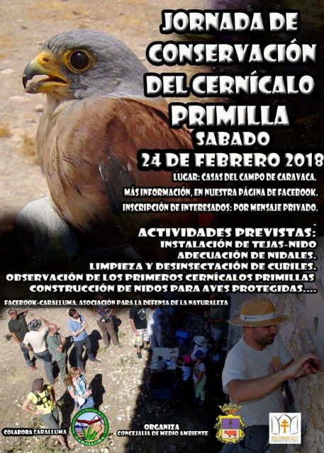 La Concejalía de Medio Ambiente y Caralluma realizan este sábado una Jornada de Conservación del Cernícalo Primilla