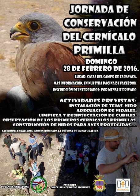 El domingo se celebra en Caravaca una Jornada para la conservación del Cernícalo Primilla
